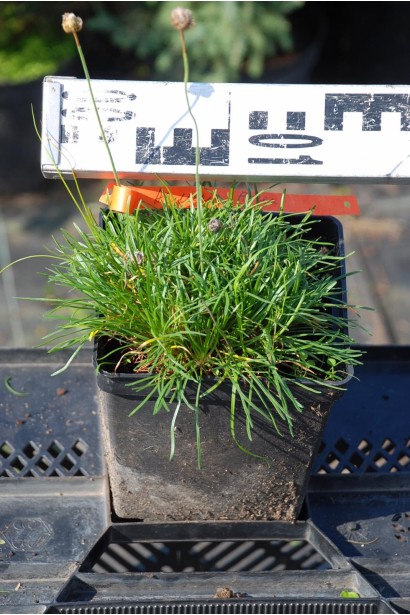 Армерія Альба - 0,5-3л/вис.5см/Ø5-10см